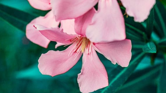 Ružový oleander