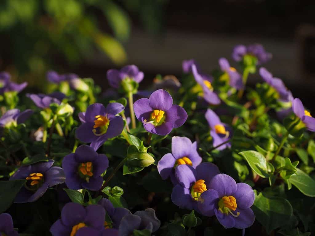 Fialka africká
