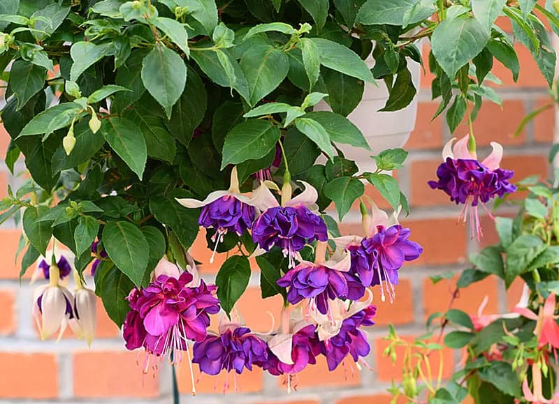 FIalová fuksia