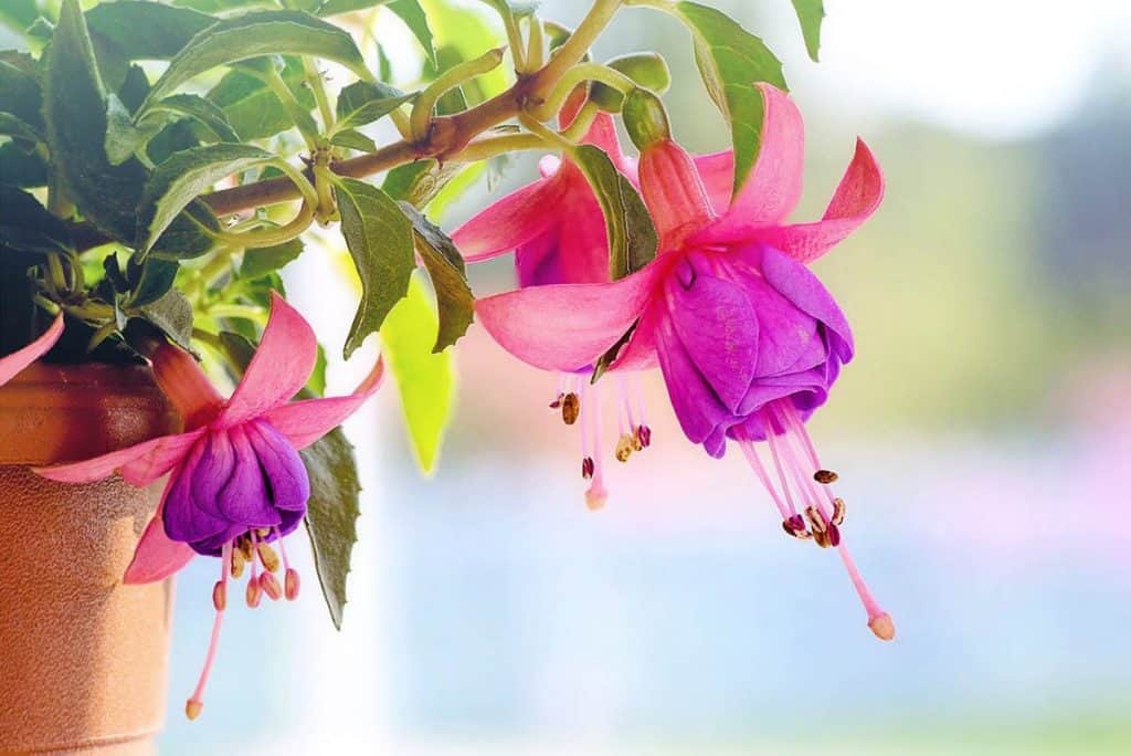 Fuksia