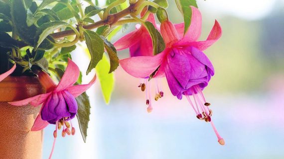 Fuksia