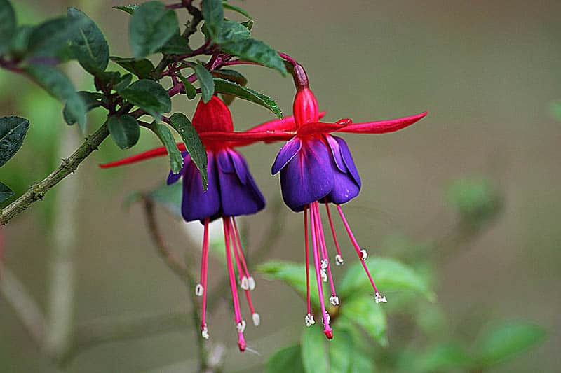 Fuksia na balkóne