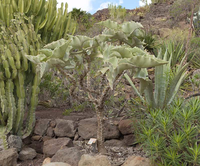 Kalanchoe Beharensis
