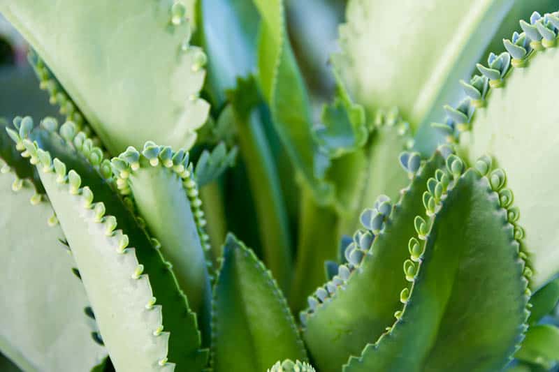 Kalanchoe Daigremontiana
