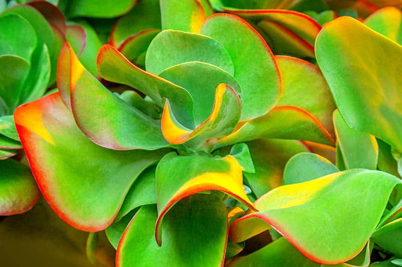 Kalanchoe Thyrsiflora