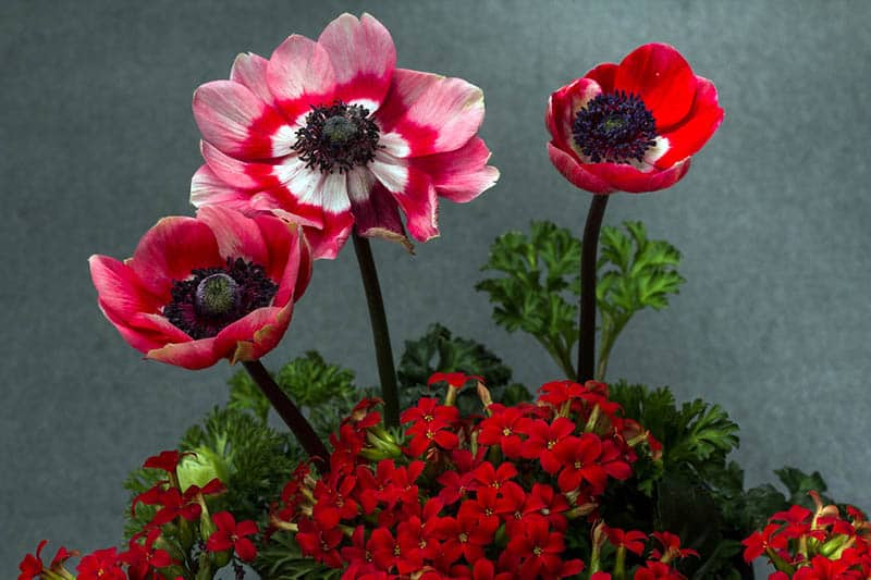 Kvitnúce kalanchoe