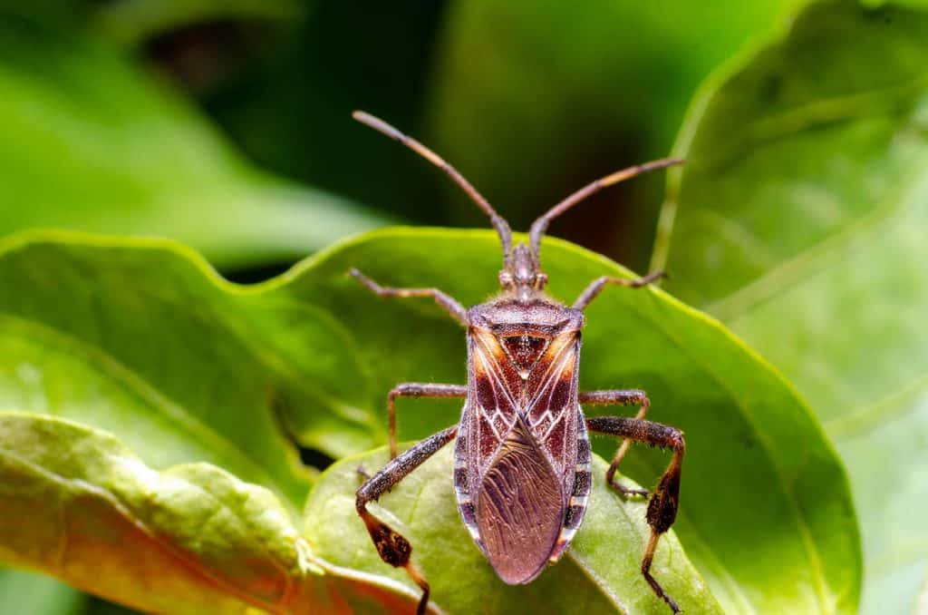 Obrubnica americká