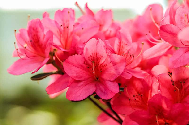 Rododendron ružový