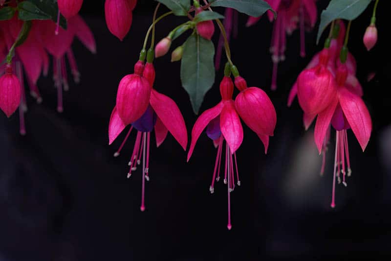 Ružová fuksia