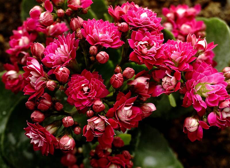 Ružové kalanchoe