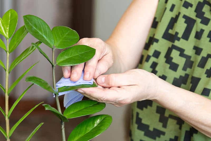 Zamiokulkas čistenie