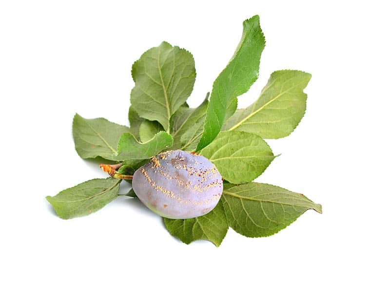 Choroby sliviek - pleseň