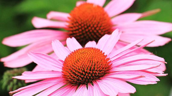 Echinacea