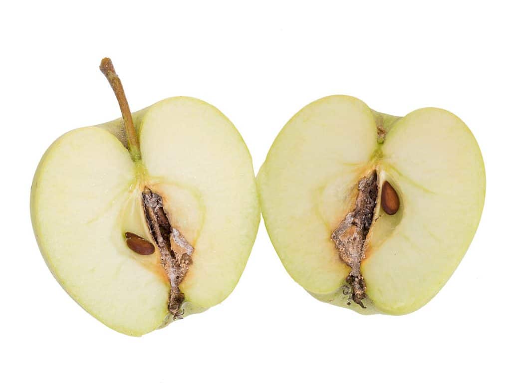 Obaľovač jablčný - napadnuté jablko