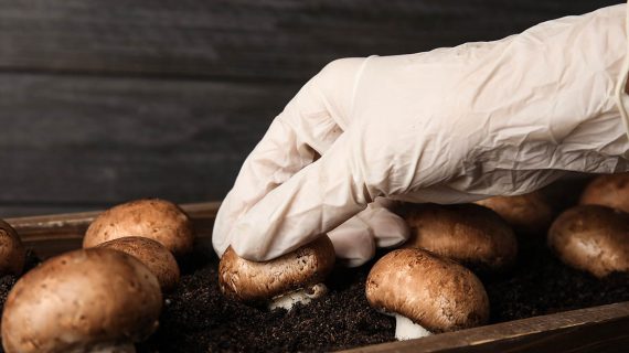 Pestovanie húb doma v kvetináči