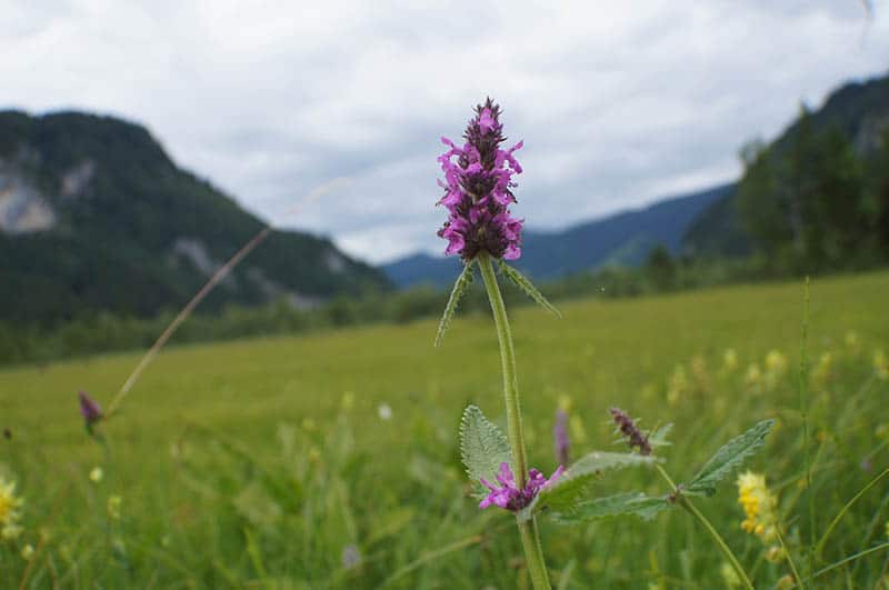 Betonika