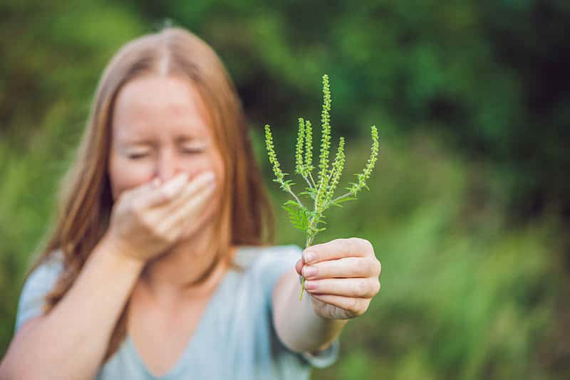 Alergia na ambróziu