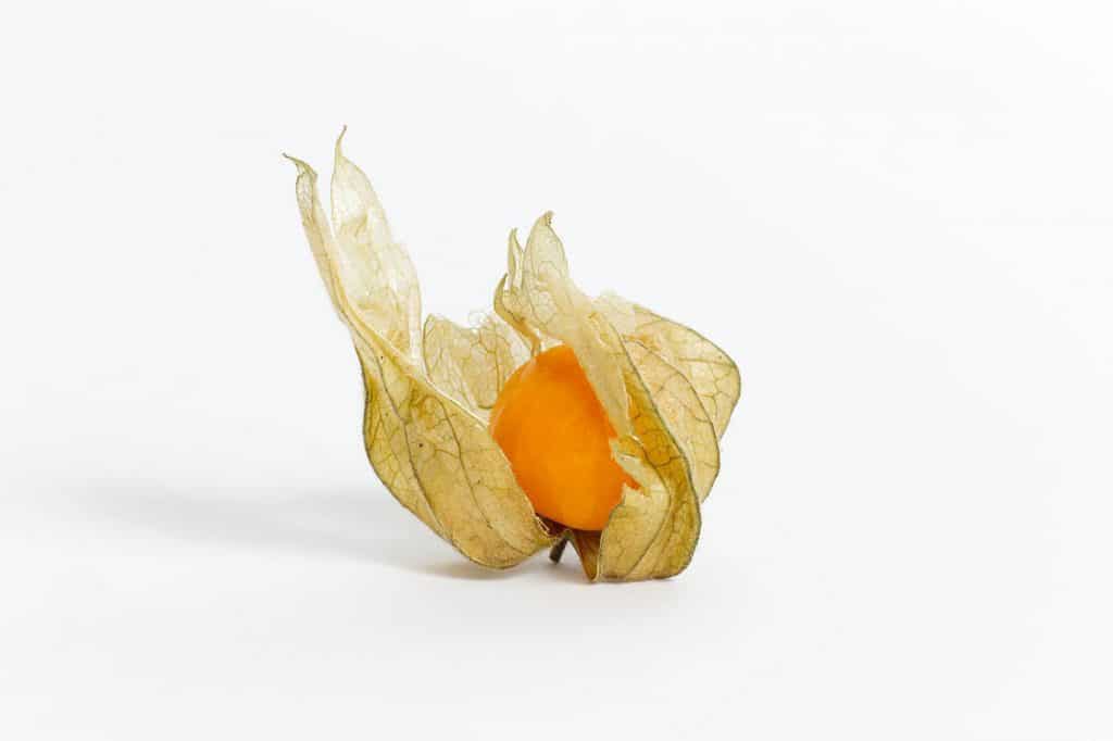 Physalis