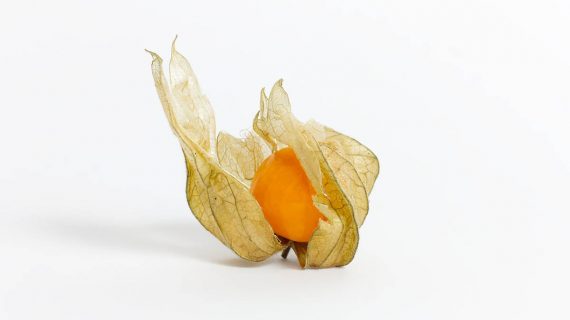 Physalis