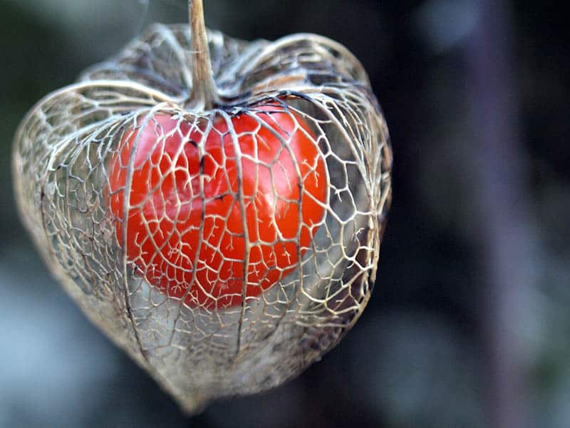 Physalis červený