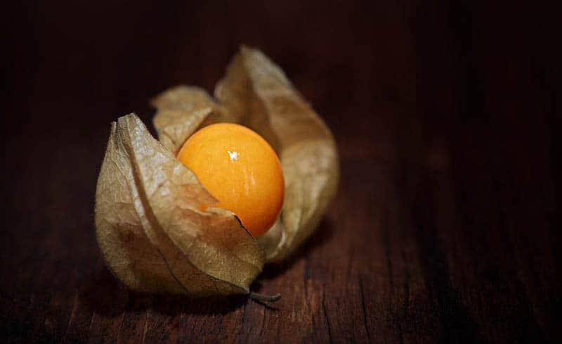 Physalis - detail