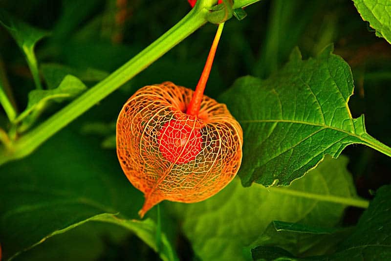 Physalis pestovanie