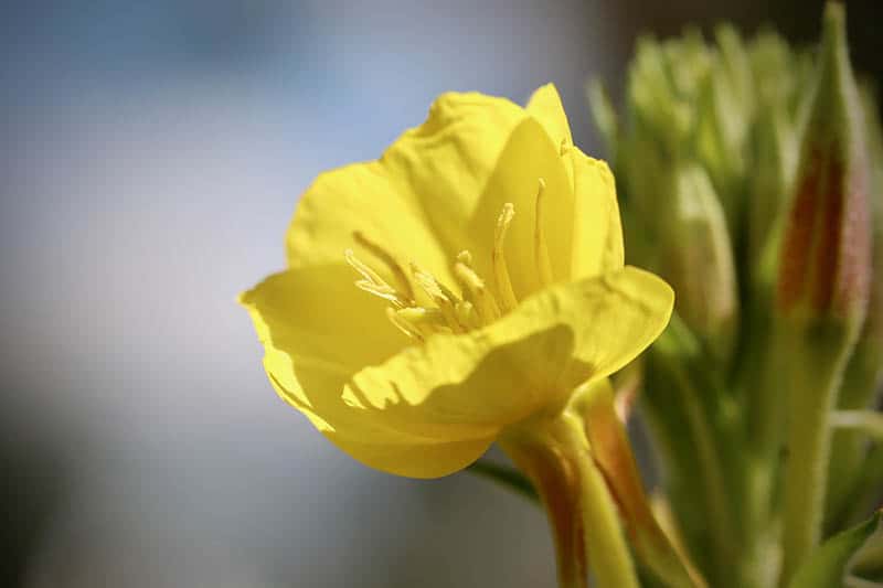 Pupalka