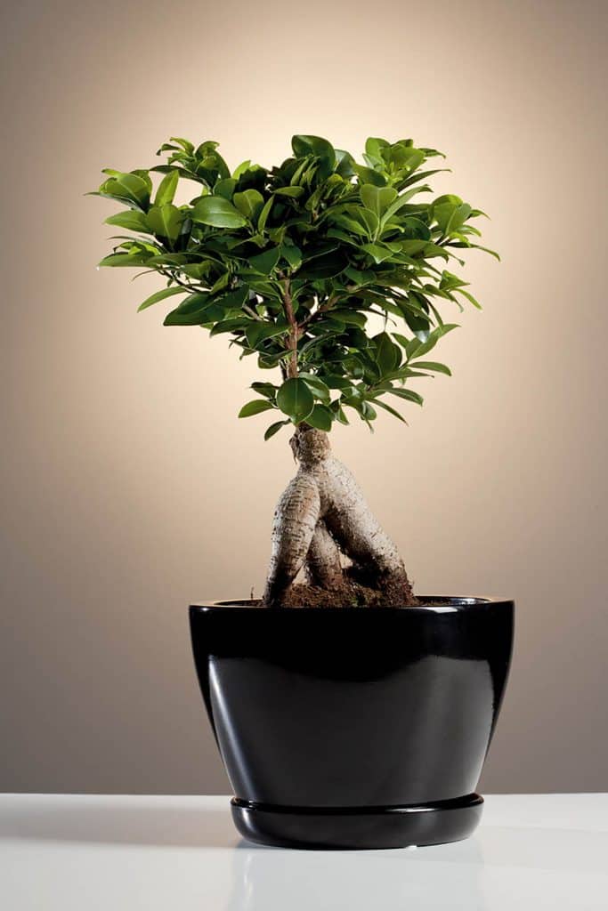 FIkus - bonsai