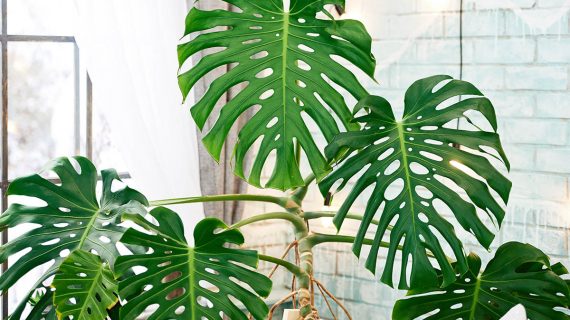 Monstera
