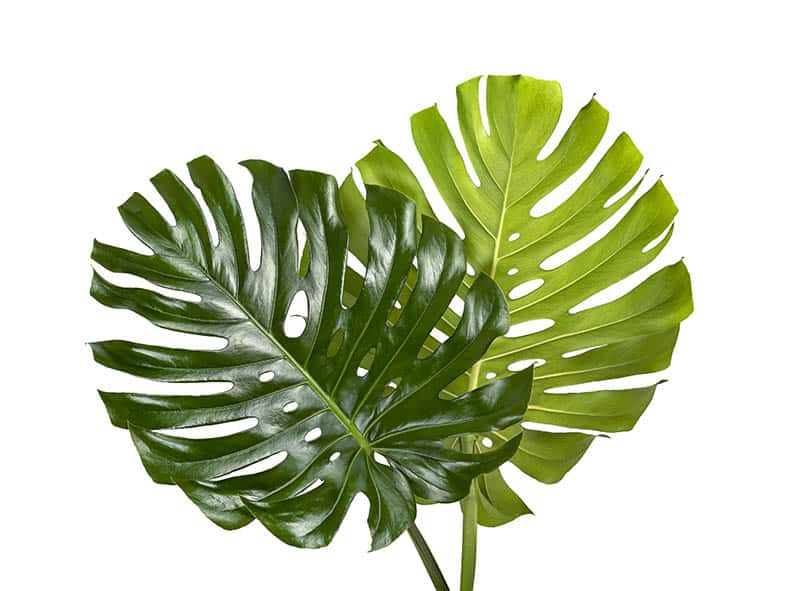 Monstera - listy