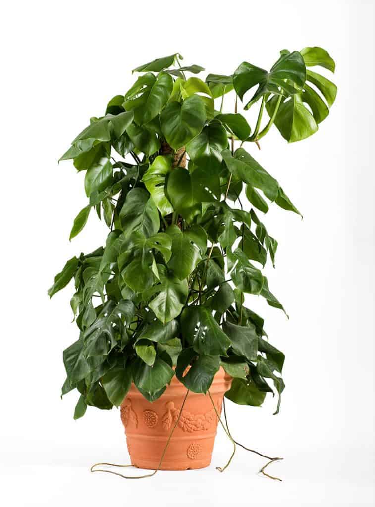 Monstera v kvetináči