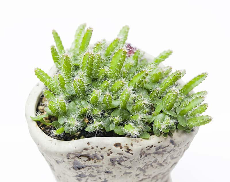 Pitahaya - kaktus