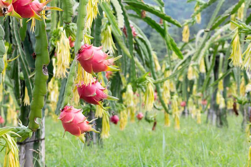 Pitahaya - plody