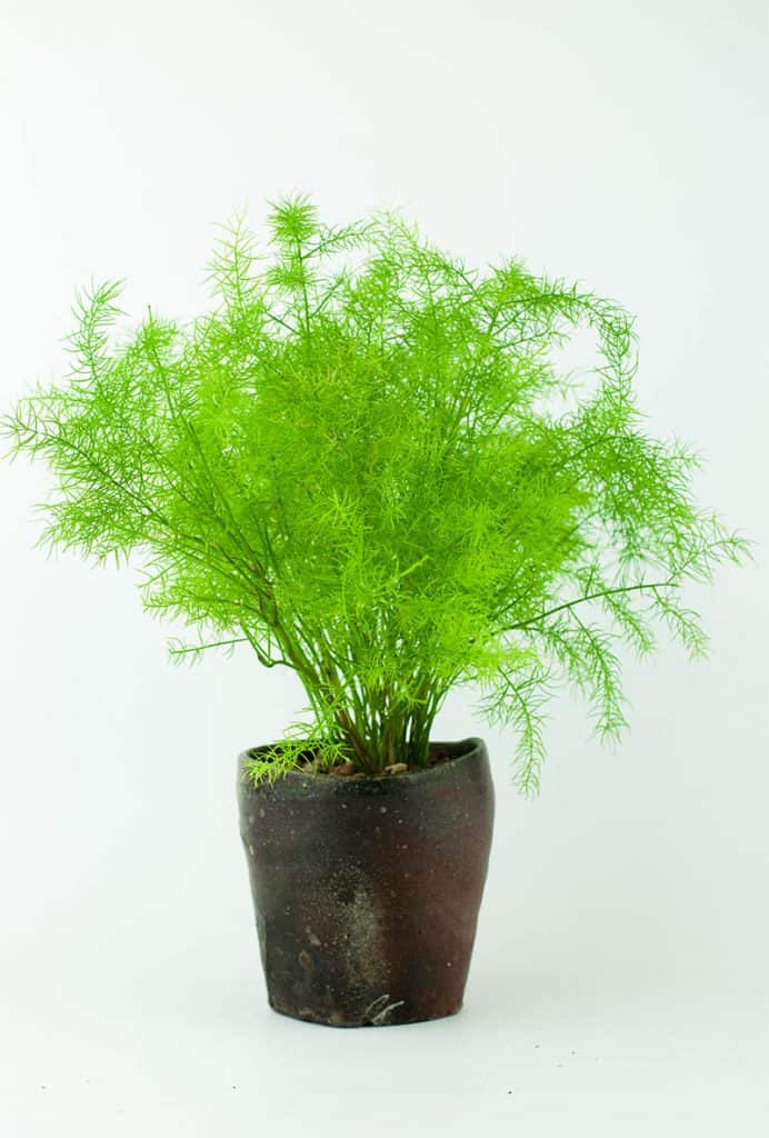 Asparagus