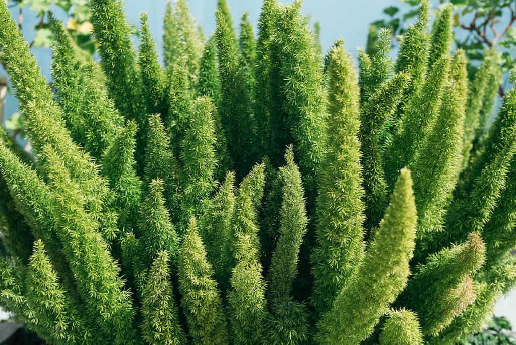 Asparagus setaceus