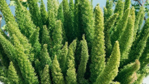 Asparagus setaceus