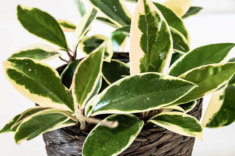 Hoja