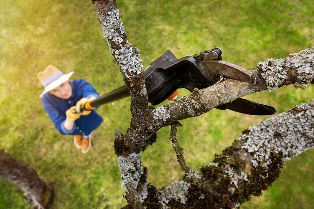 Kedy strihať jablone