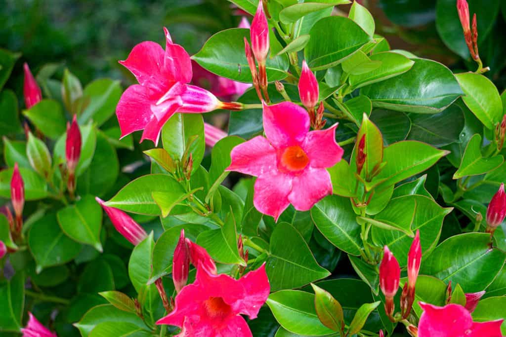 Mandevila