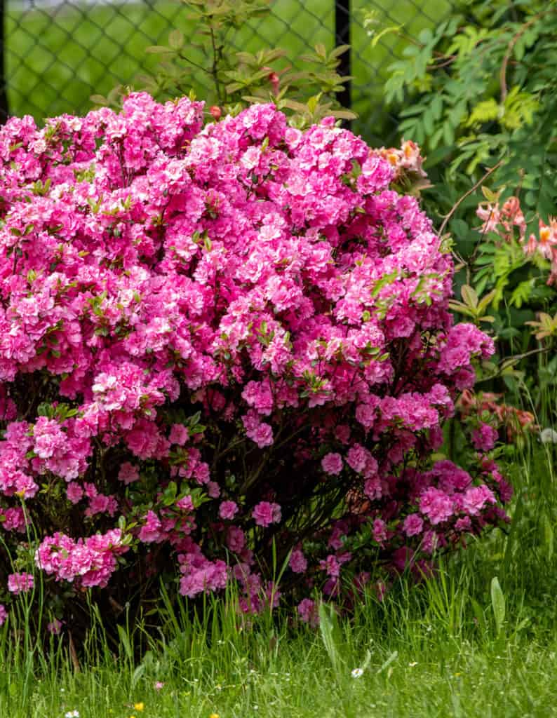 Azalka japonská - Azalea japonica