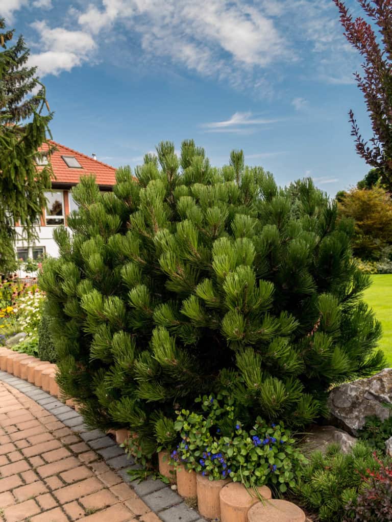 Pinus mugo