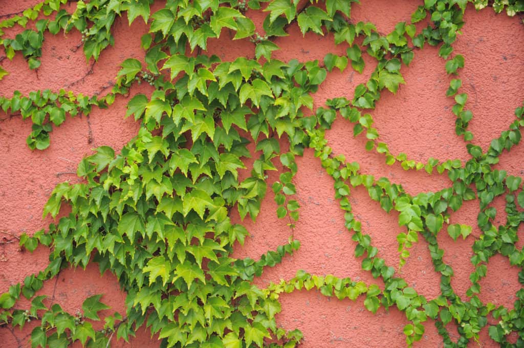Hedera helix