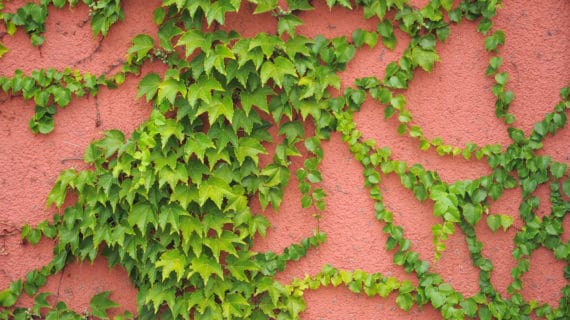 Hedera helix