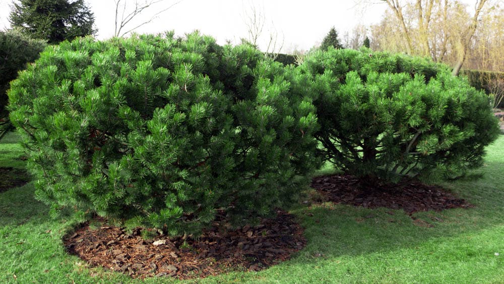 Borovica horská - Pinus mugo