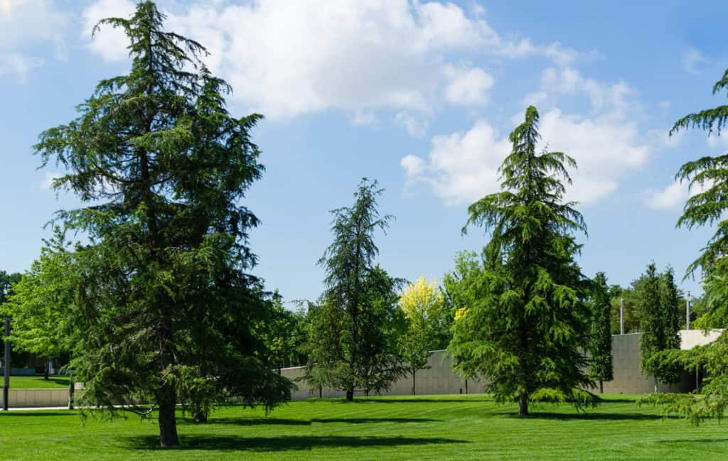 Cedrus deodara - Céder himalájsky
