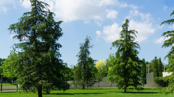 Cedrus deodara - Céder himalájsky