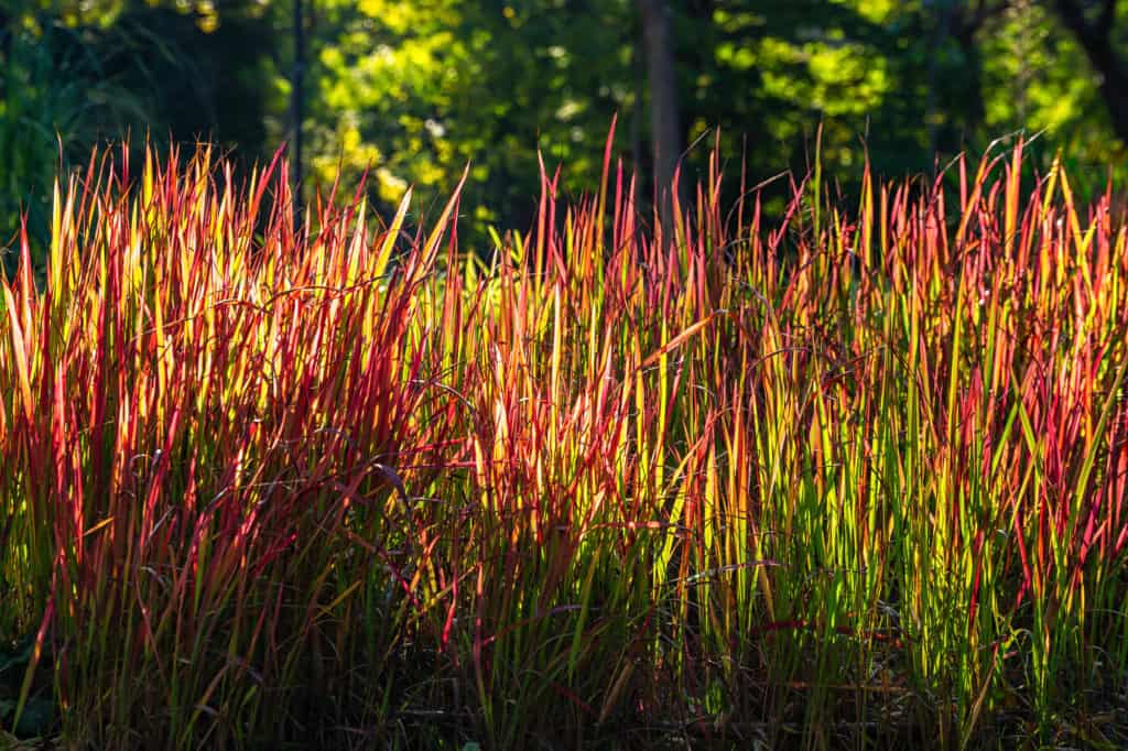 Imperáta cylindrická (Imperata cylindrica)