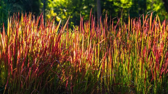 Imperáta cylindrická (Imperata cylindrica)