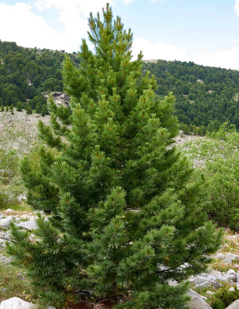 Borovica limbová - Pinus cembra