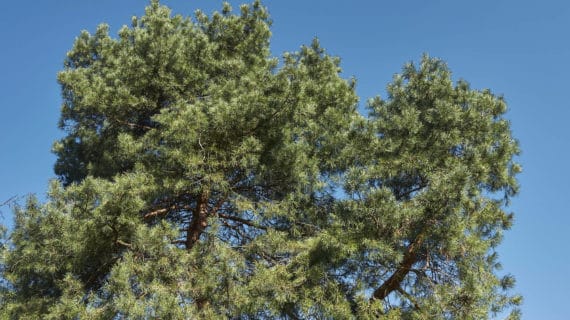 Pinus sylvestris evergreen foliage